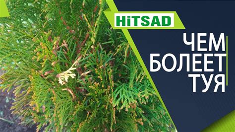 ВАЖНО! Чем болеет ваша туя ️Готовим тую к зиме ️ КОНКУРС НАЙДИ СЛОВО ...