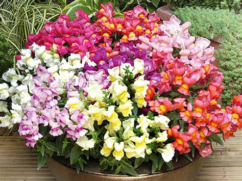 Самые неприхотливые цветы для балкона цветущие все лето