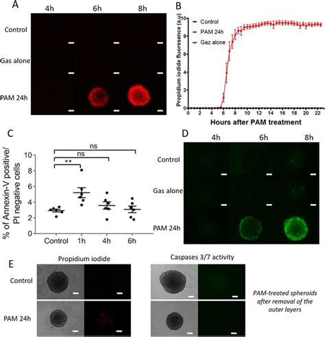 Pam Treatment Induced Loss Of Plasma Cell Integrity And Apoptosis A