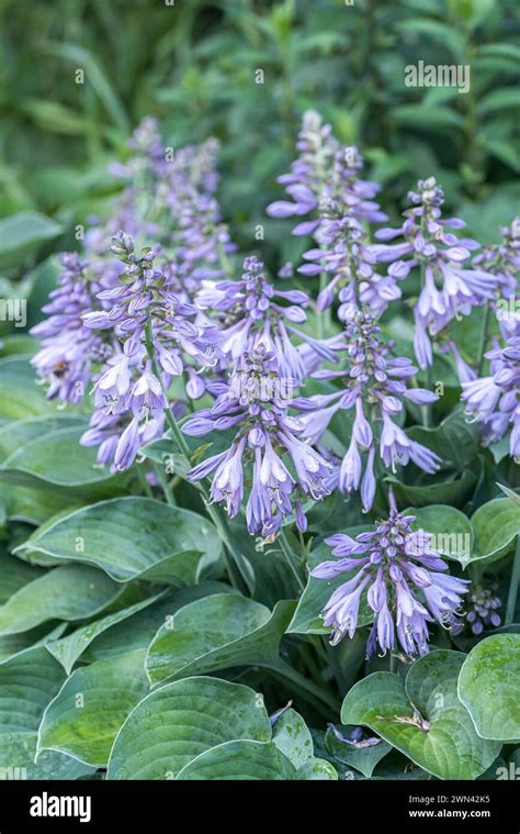 Funkie Hosta Blue Cadet Stock Photo Alamy