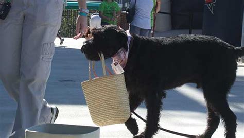 Dog Obedience Training Tips How To Train Your Dog To Behave