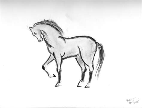 Animal Sketches At Explore Collection Of Animal