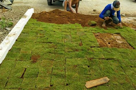 4 Langkah Menanam Rumput Sod Gebalan Untuk Landscape Taman Terbaik