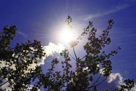 Free Images Tree Nature Branch Blossom Cloud Sky Sun Sunlight