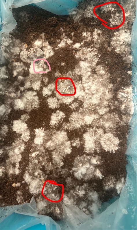 Are These Early Hyphal Knots Rshrooms