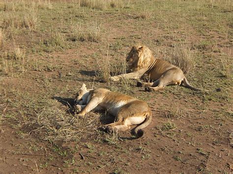 map of the serengeti in africa 4