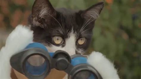 Коты против зомби - YouTube