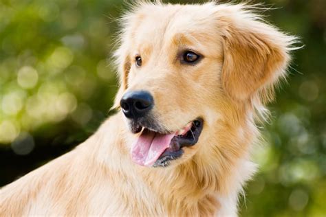 normal panting  excessive panting country inn pet resort animal hospital