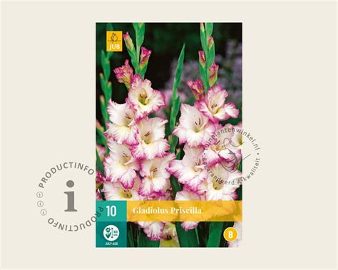 Gladiolus 'Priscilla' kopen