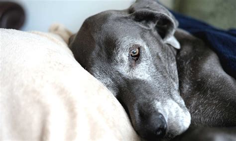 End-of-Life Care | Transit Valley Animal Hospital