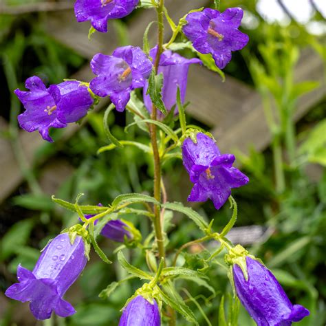 Canterbury Bells Campanula Medium Monticello Shop