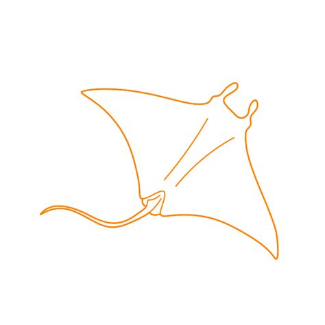 Giant Oceanic Manta Ray (Mobula birostris) Dimensions & Drawings