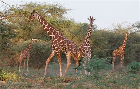 Сетчатый жираф (Вымирающие животные) · iNaturalist