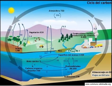 Cambios Químicos Y Físicos De Los Ciclos Biogeoquímicos Icarito