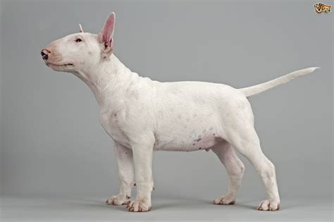 English Bull Terrier Dog Breed Information Buying Advice Photos And