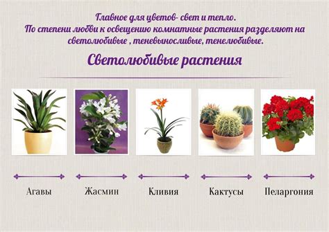 Светолюбивые комнатные растения с названиями и фото