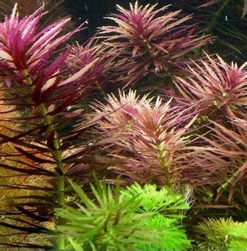 Лимнофила ароматика (Limnophila aromatica) 3 веточки – AQUARIUM 38