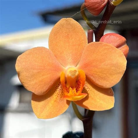 Orhidee Vandaenopsis Irene Dobkin Elmhurst HCC/AOS