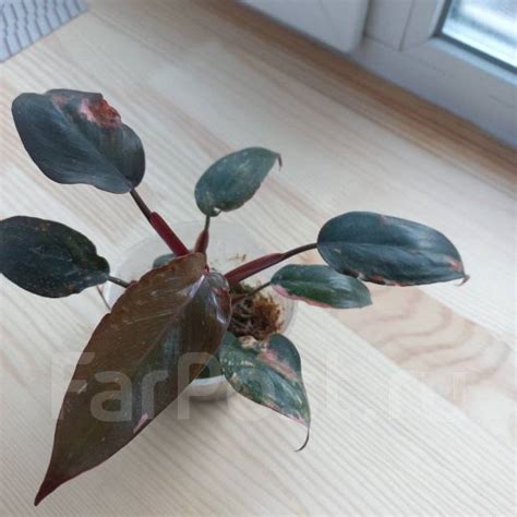 Филодендрон pink princess, в наличии. Цена: 500₽ во Владивостоке