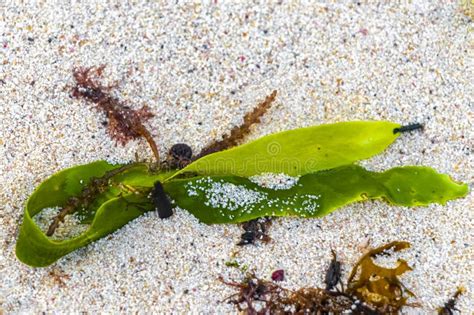 Different Types Of Seaweed Sea Grass Beach Sand And Water Stock Photo