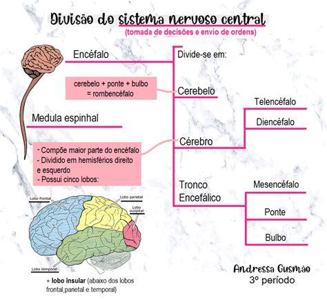 Divisão do SNC Mapa mental Medicina