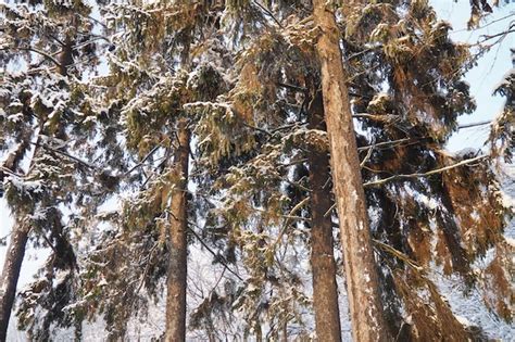 El Abeto Picea Es Un Rbol De Con Feras De Hoja Perenne De La Familia