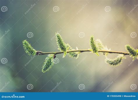 Blooming Willow Branch Beautiful Pussy Willow Flowers Stock Photo Image Of Selective Nature