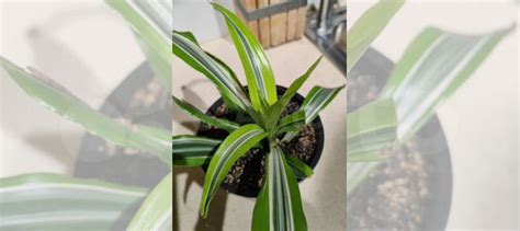 Драцена триколор или Лемон лайм купить в Нижнем Новгороде | Товары для ...