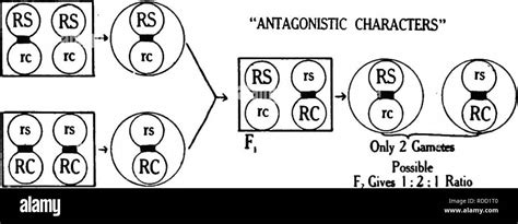 Plant Genetics Heredity Mendel S Law Plant Breeding Parents