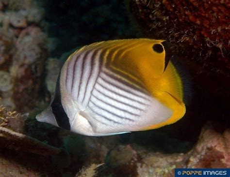 Chaetodon auriga – Poppe Images