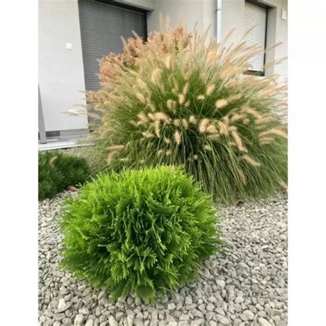 Thuja occidentalis Danica - Tuia Danica