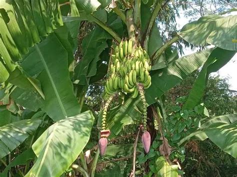 Bikin Kaget Warga Pohon Pisang Di Tepi Sungai Glagahwangi Klaten