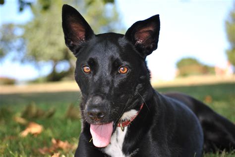 Formosan Mountain Dog Tongue
