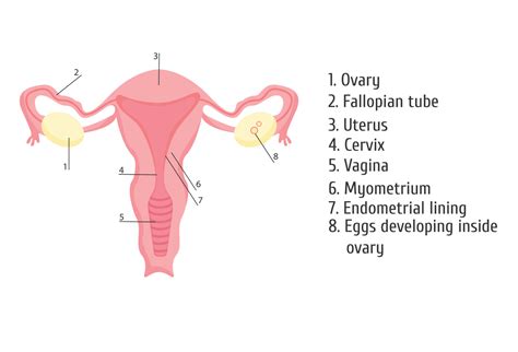 Female Genital Organs Infographics Vector Illustration