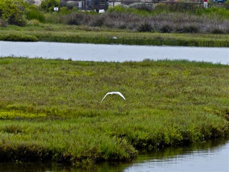 Wetlands Free Stock Photo Public Domain Pictures