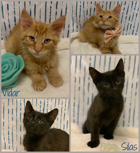 BOTH HAVE BEEN ADOPTED!!... - Joliet Township Animal Control