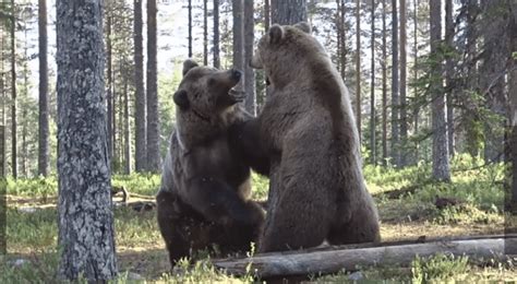 Mira Esta Tierna Pelea De Osos Que Se Hizo Viral En Todo El Mundo [video]