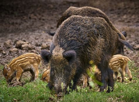 Gfvga Applauds Resources To Help Control Feral Hogs Deer Populations