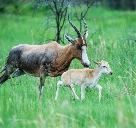 Die Boer en die Belg - BNB Finder