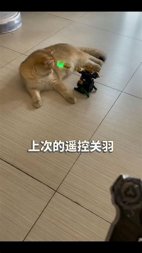Guan Yu Vs Cat