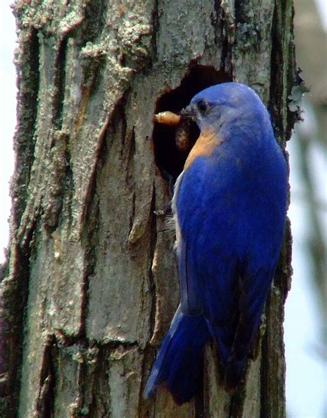 Eastern Bluebird