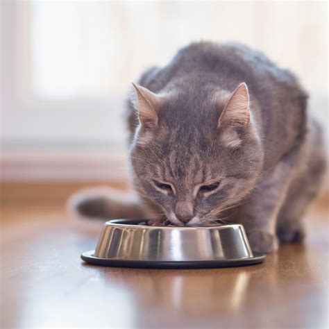 5 Top Tips to Help an Obese Cat Lose Weight (Vet-Approved) - PetHelpful