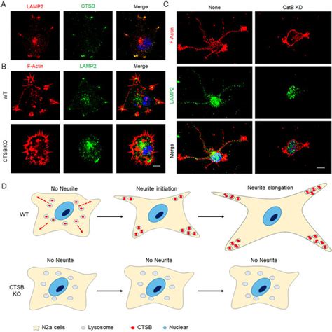 Expression of cathepsins including CTSB were increased during the ...