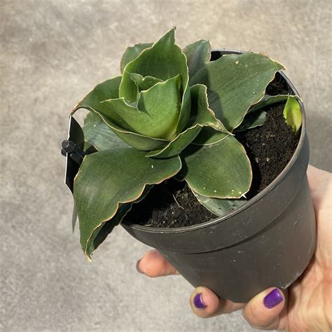 Сансевиерии