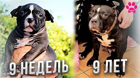 Как у нас появился первый Американский Булли. Новинка от Canegatto ...