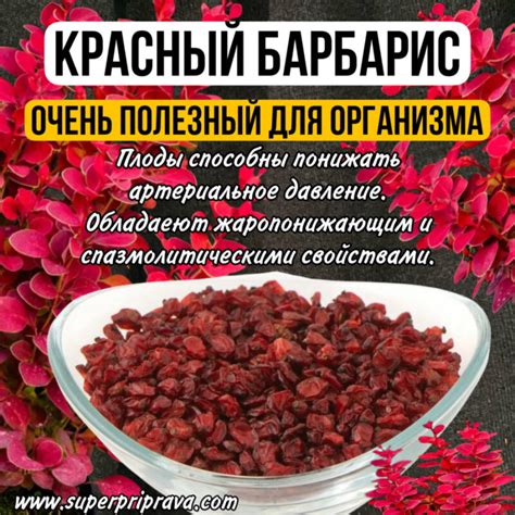 Купить Красный барбарис целый (пакетик 20гр) по выгодной цене ...