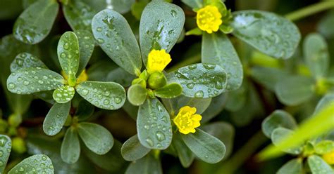 How To Plant And Grow Purslane Gardeners Path