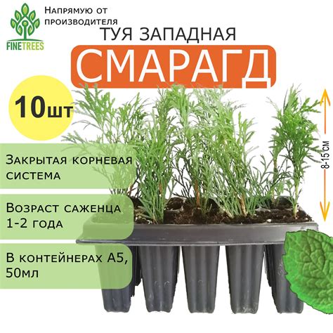 Саженцы туи смарагд – купить в интернет-магазине OZON по низкой цене