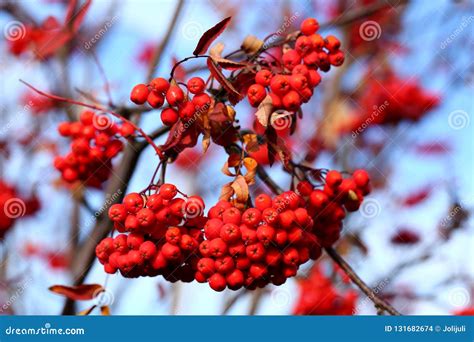 Mountain ash tree stock photo. Image of autumn, berries - 131682674