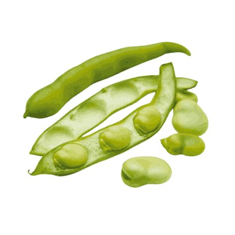 Green Beans Oracal International